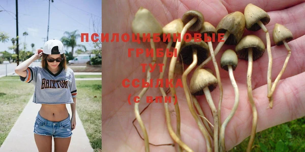 прущие грибы Абинск